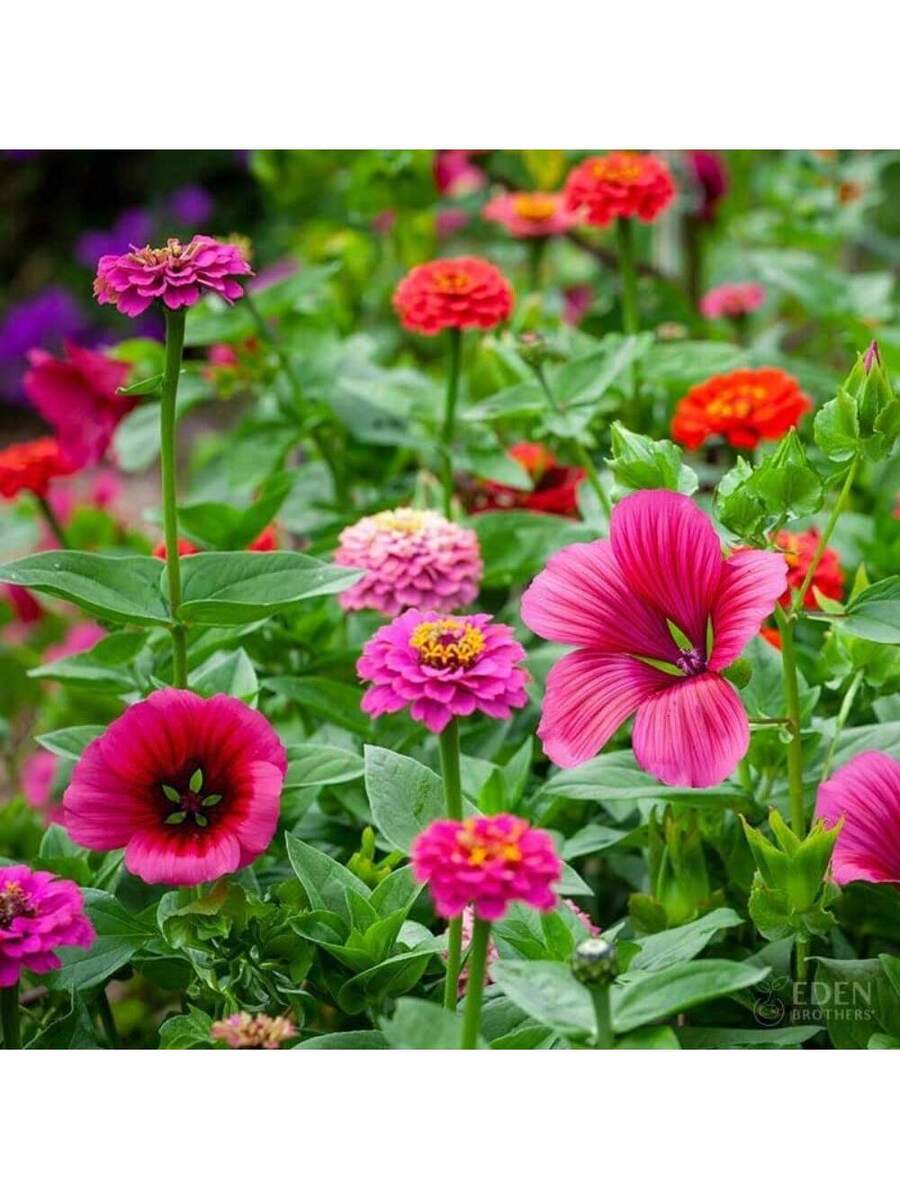 257 piezas de semillas mixtas de flores silvestres