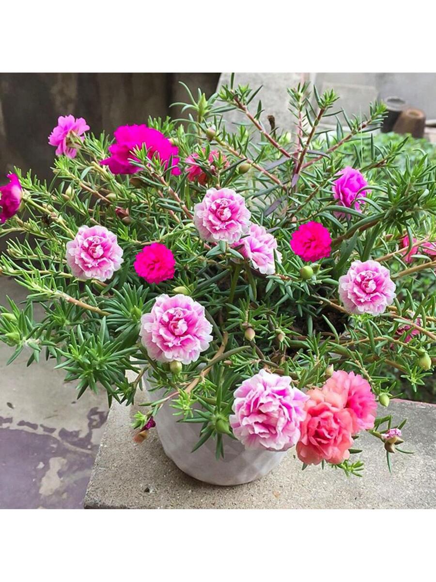 Semillas de Flores de Portulaca de Colores Mixtos 1000pcs