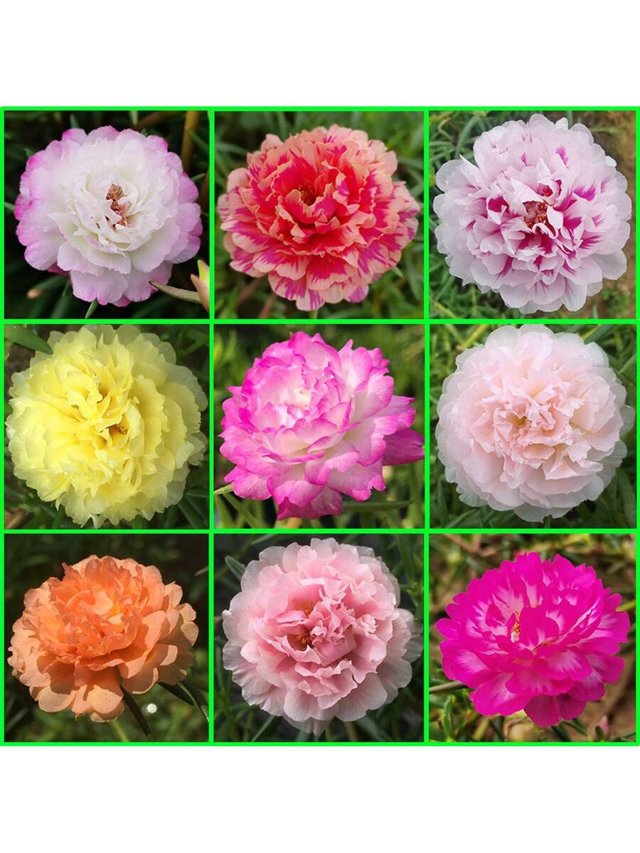 Semillas de Flores de Portulaca de Colores Mixtos 1000pcs