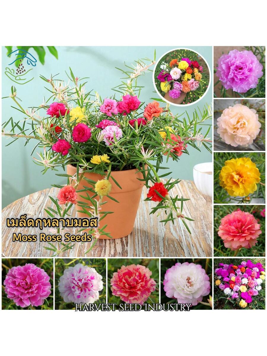 Semillas de Flores de Portulaca de Colores Mixtos 1000pcs
