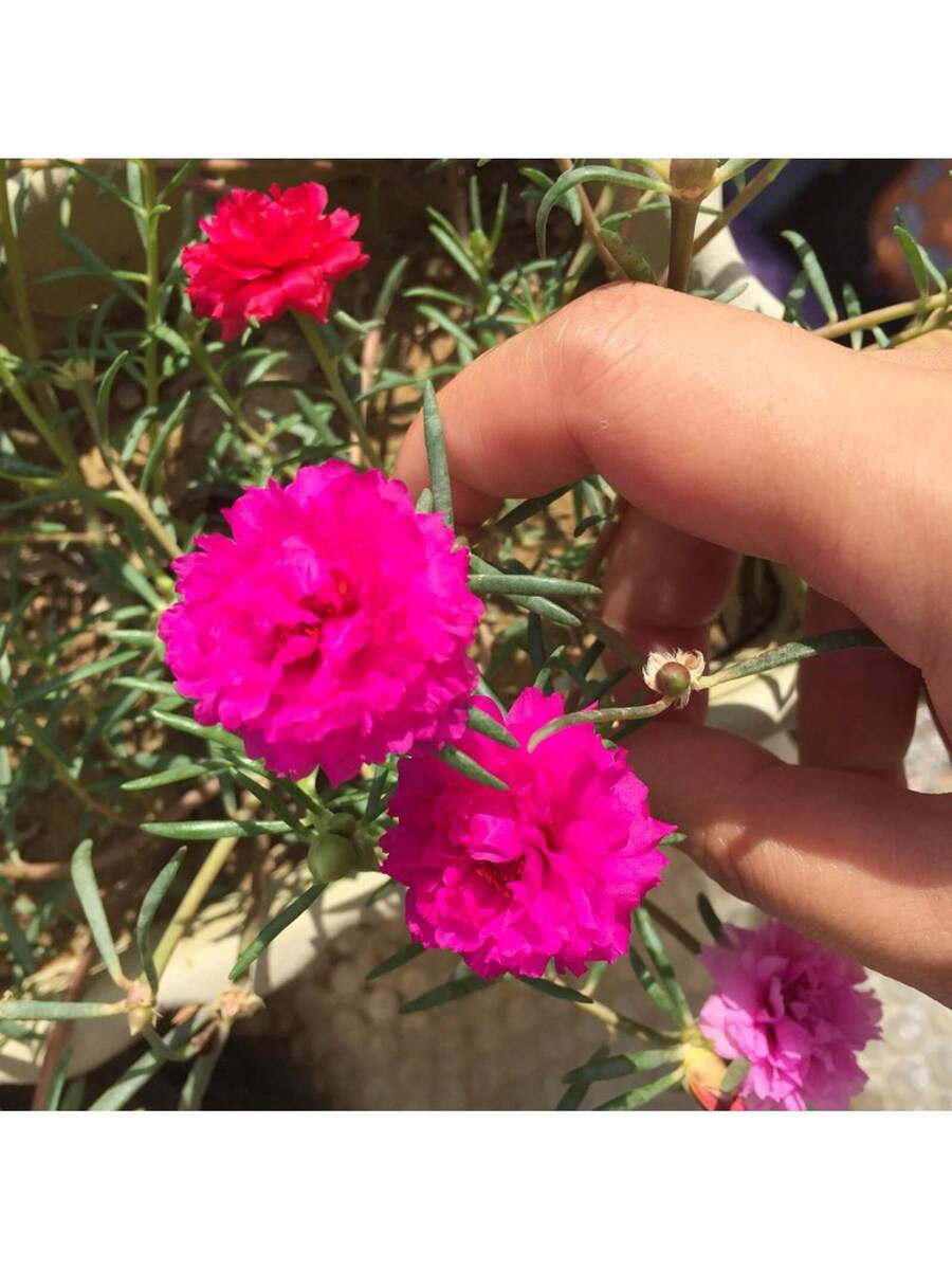 Semillas de Flores de Portulaca de Colores Mixtos 1000pcs