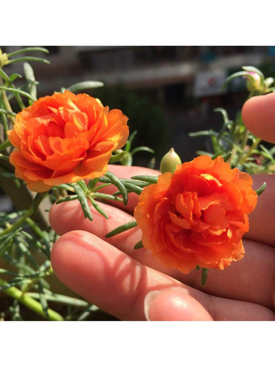 Semillas de Flores de Portulaca de Colores Mixtos 1000pcs