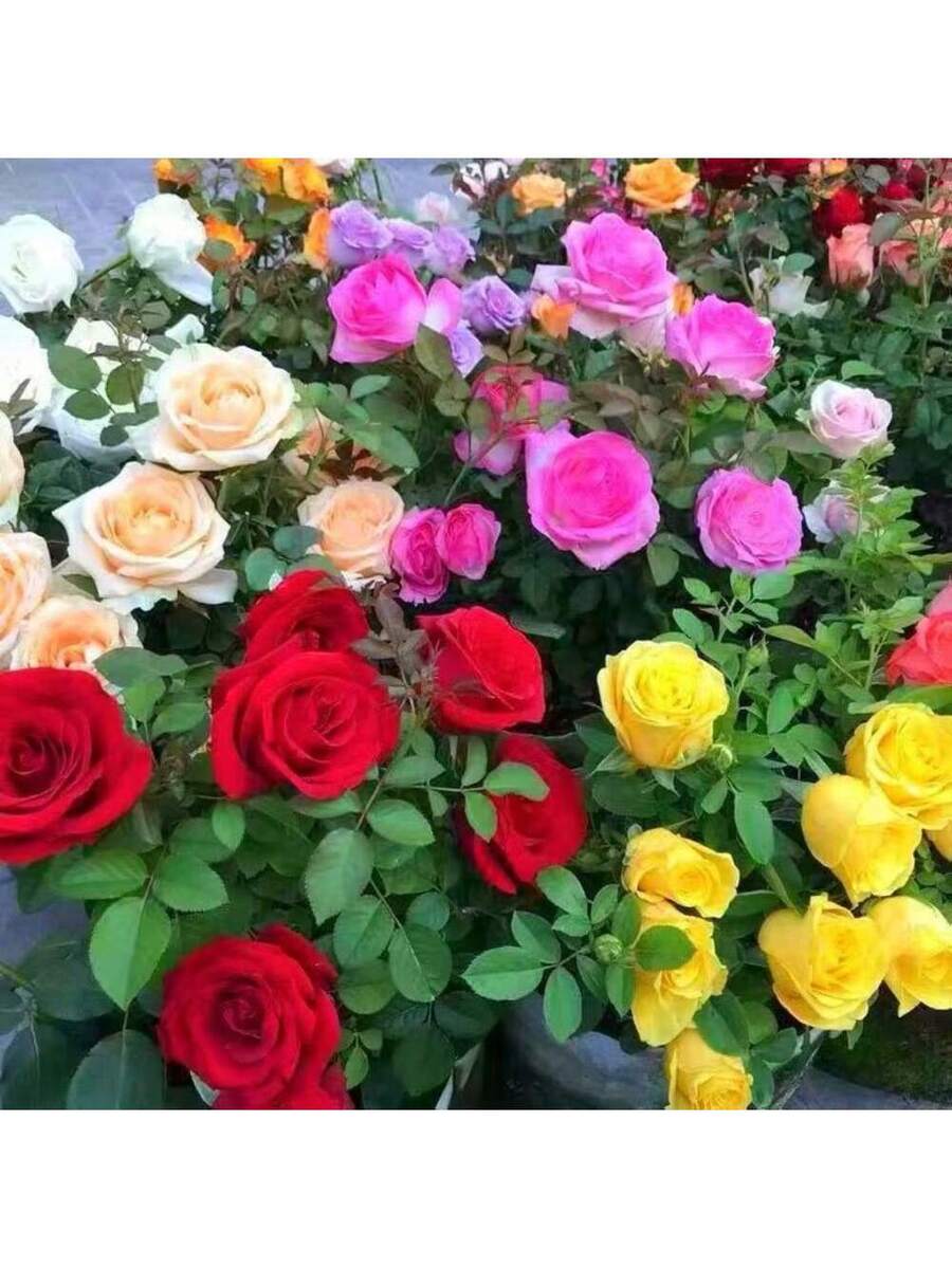 1000 piezas de semillas de rosa de perfume