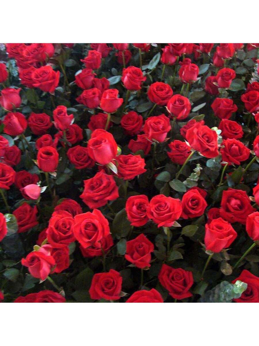 1000 piezas de semillas de rosa de perfume