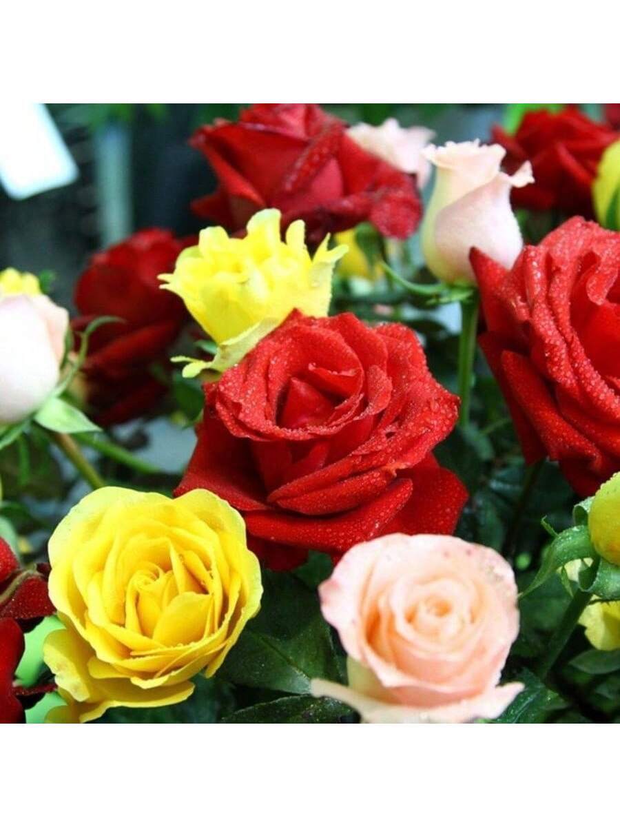 1000 piezas de semillas de rosa de perfume