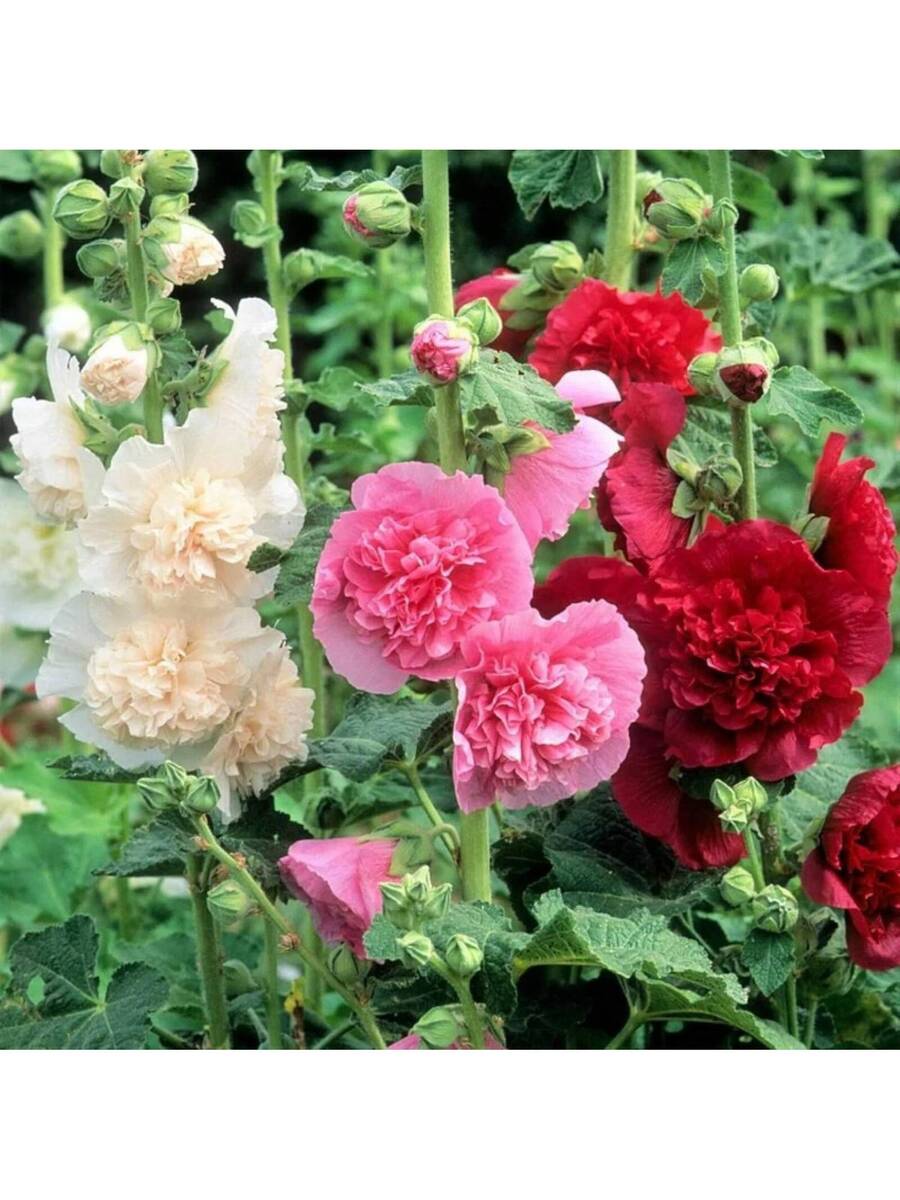117 piezas Fascinantes semillas de malva
