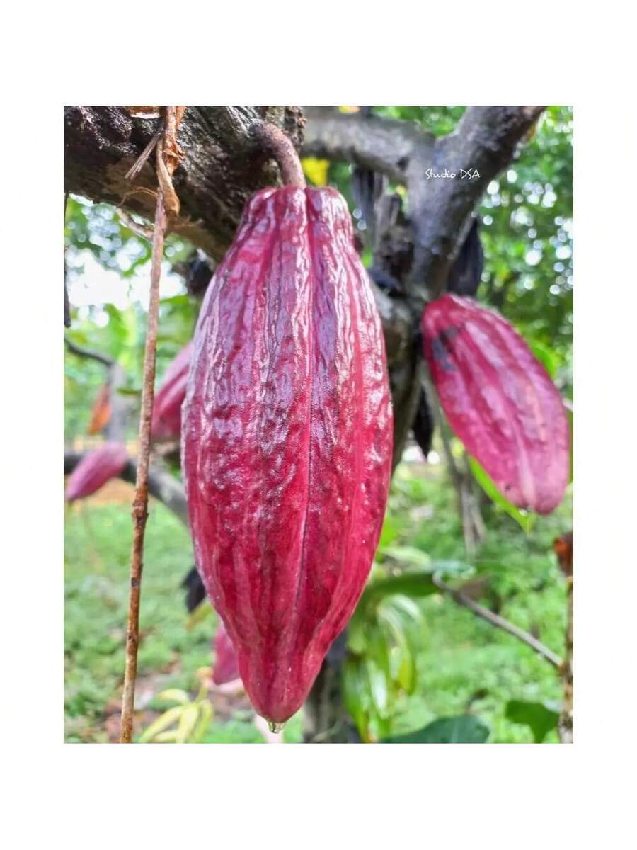 200 semillas de chocolate de cacao contienen semillas amarillas y rojas