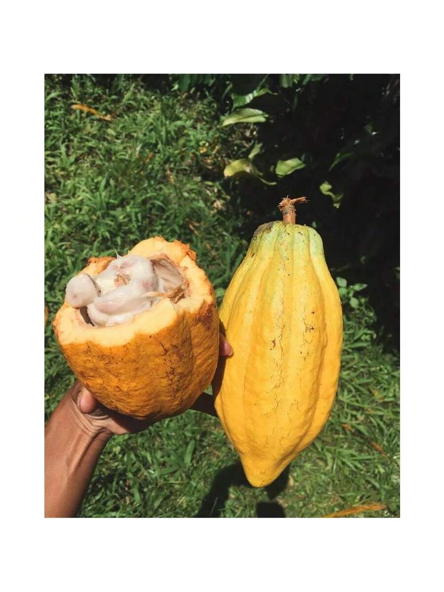 200 semillas de chocolate de cacao contienen semillas amarillas y rojas