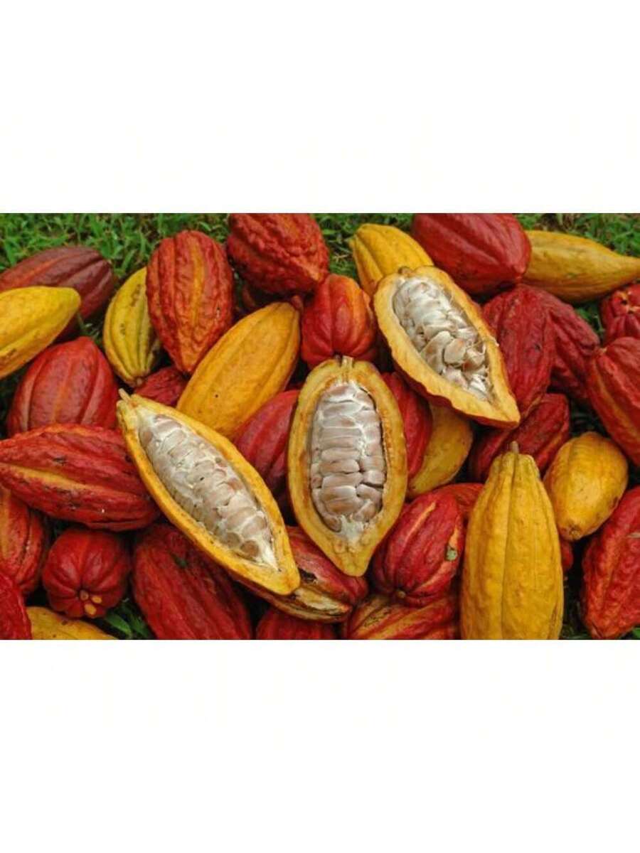 200 semillas de chocolate de cacao contienen semillas amarillas y rojas