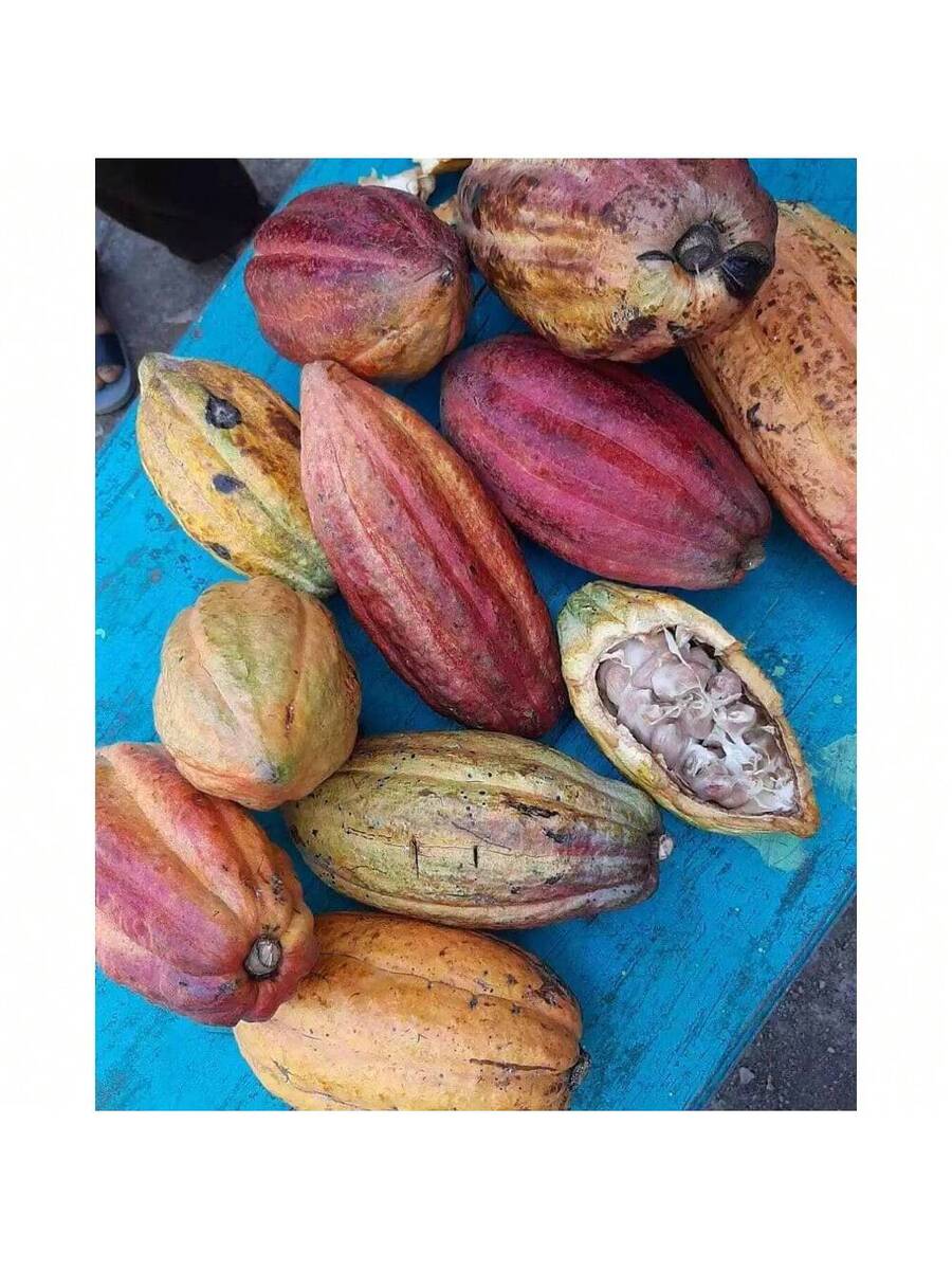 200 semillas de chocolate de cacao contienen semillas amarillas y rojas