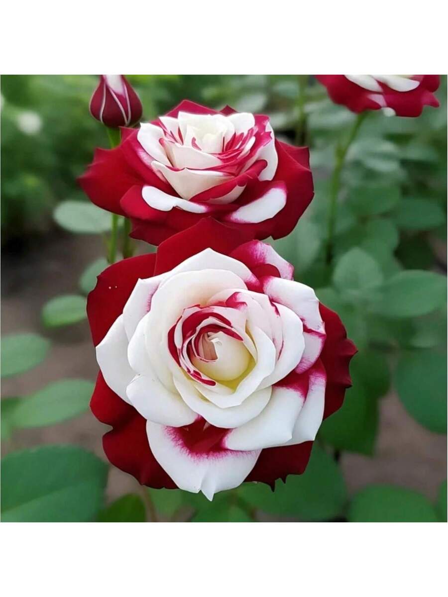 100 piezas de semillas de rosa roja y blanca gemelas raras