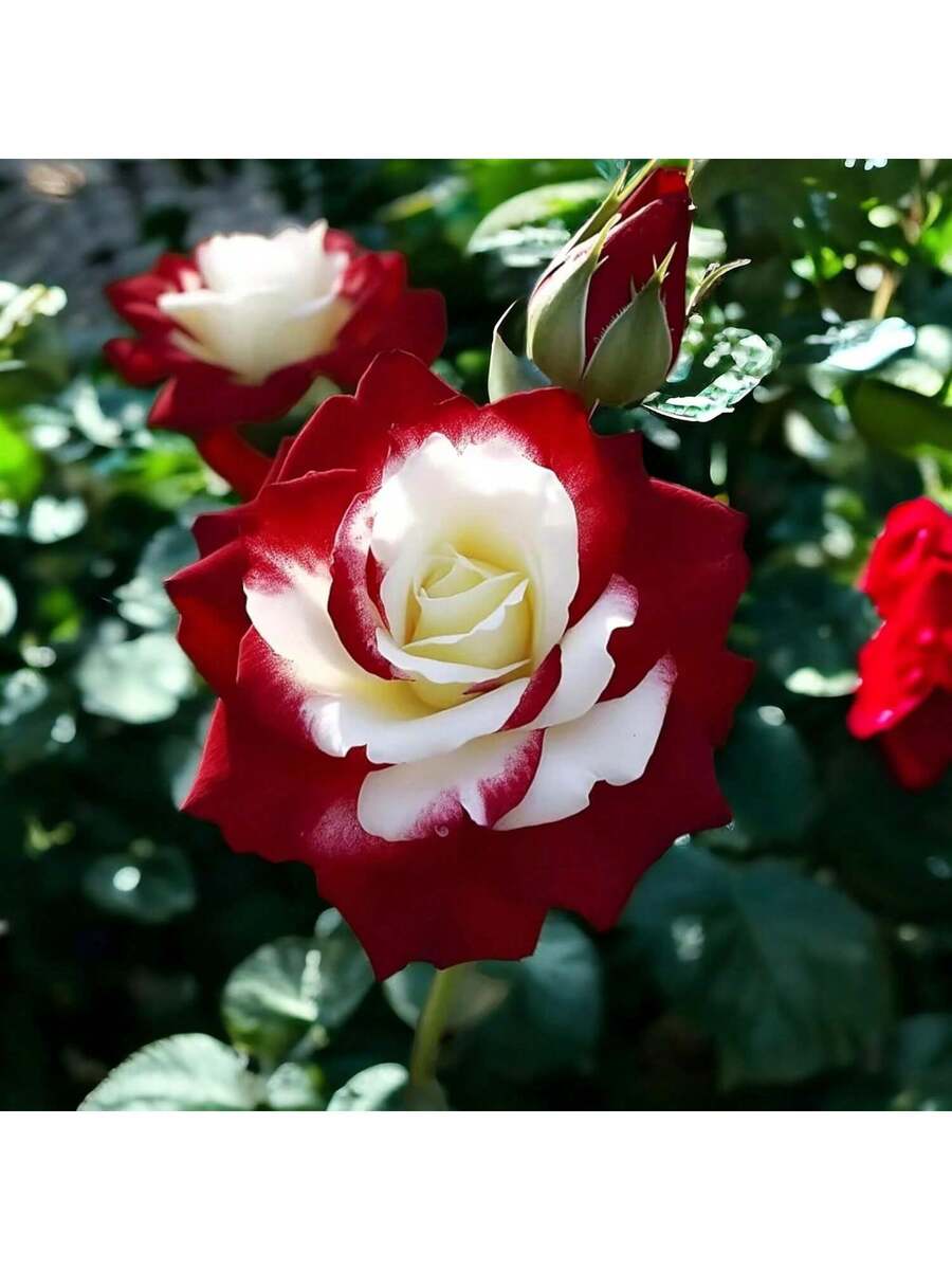 100 piezas de semillas de rosa roja y blanca gemelas raras