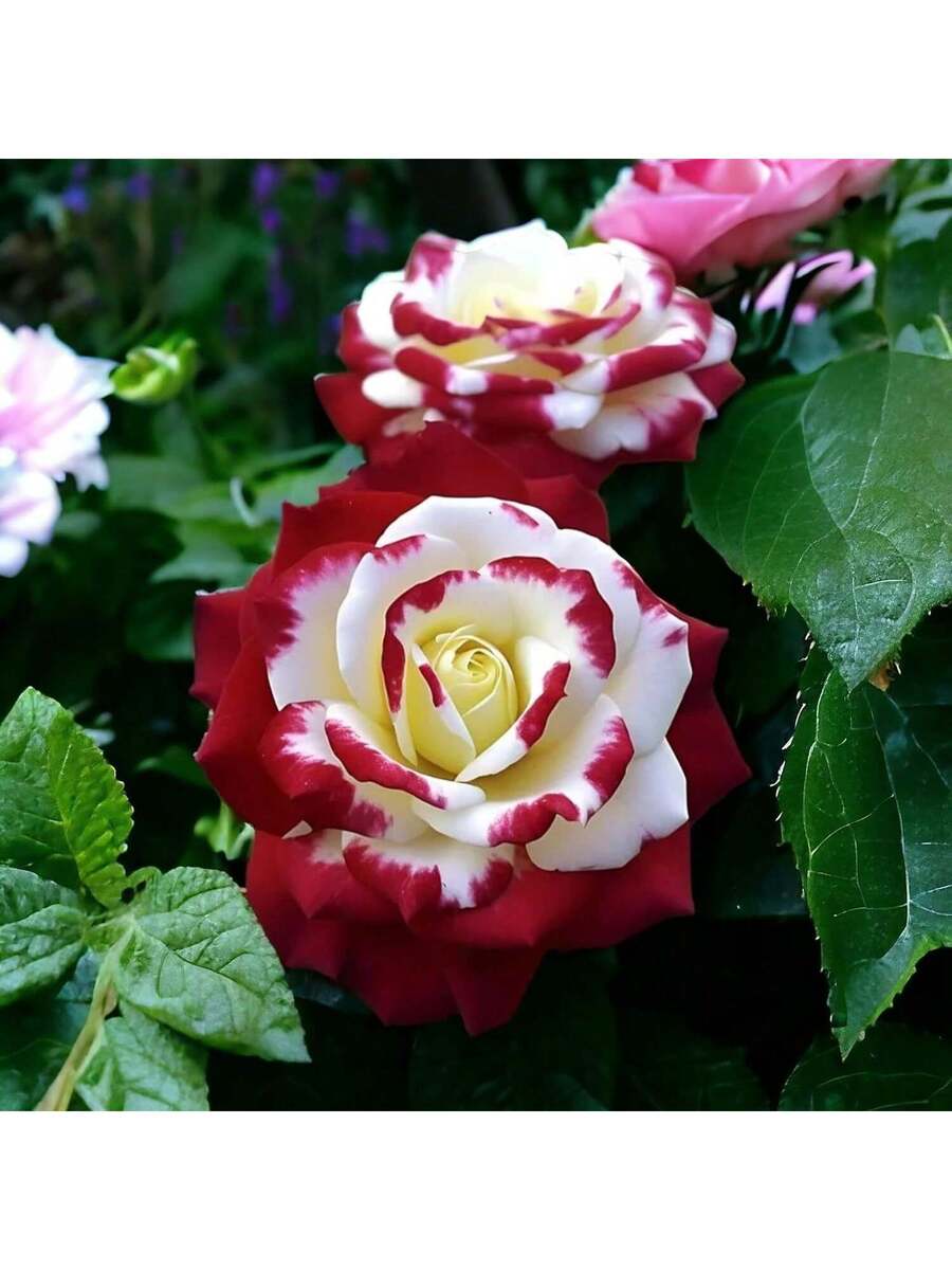 100 piezas de semillas de rosa roja y blanca gemelas raras