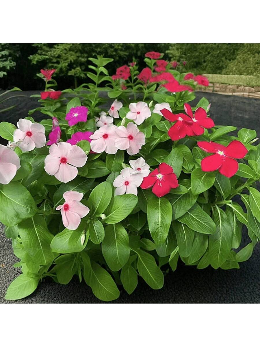 200 semillas mixtas de Rosea Vinca Periwinkle flor enana