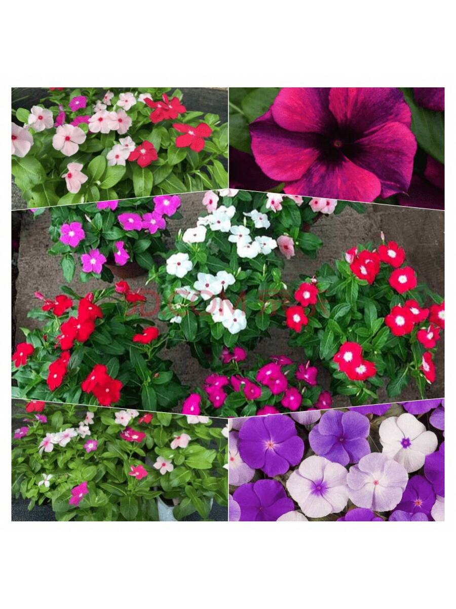 200 semillas mixtas de Rosea Vinca Periwinkle flor enana