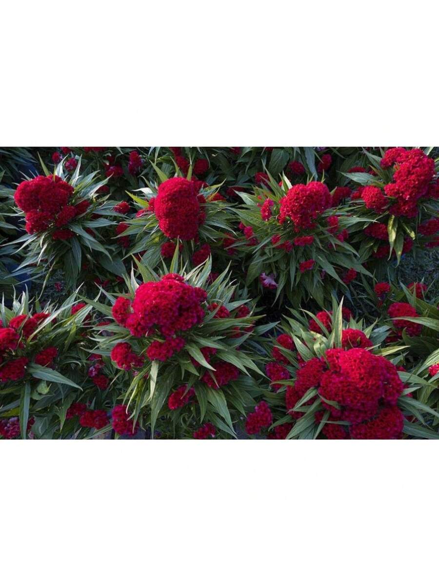 174 piezas de semillas cresta de gallo Toreador