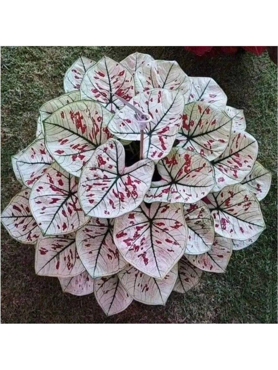 300 piezas de semillas de Coleus