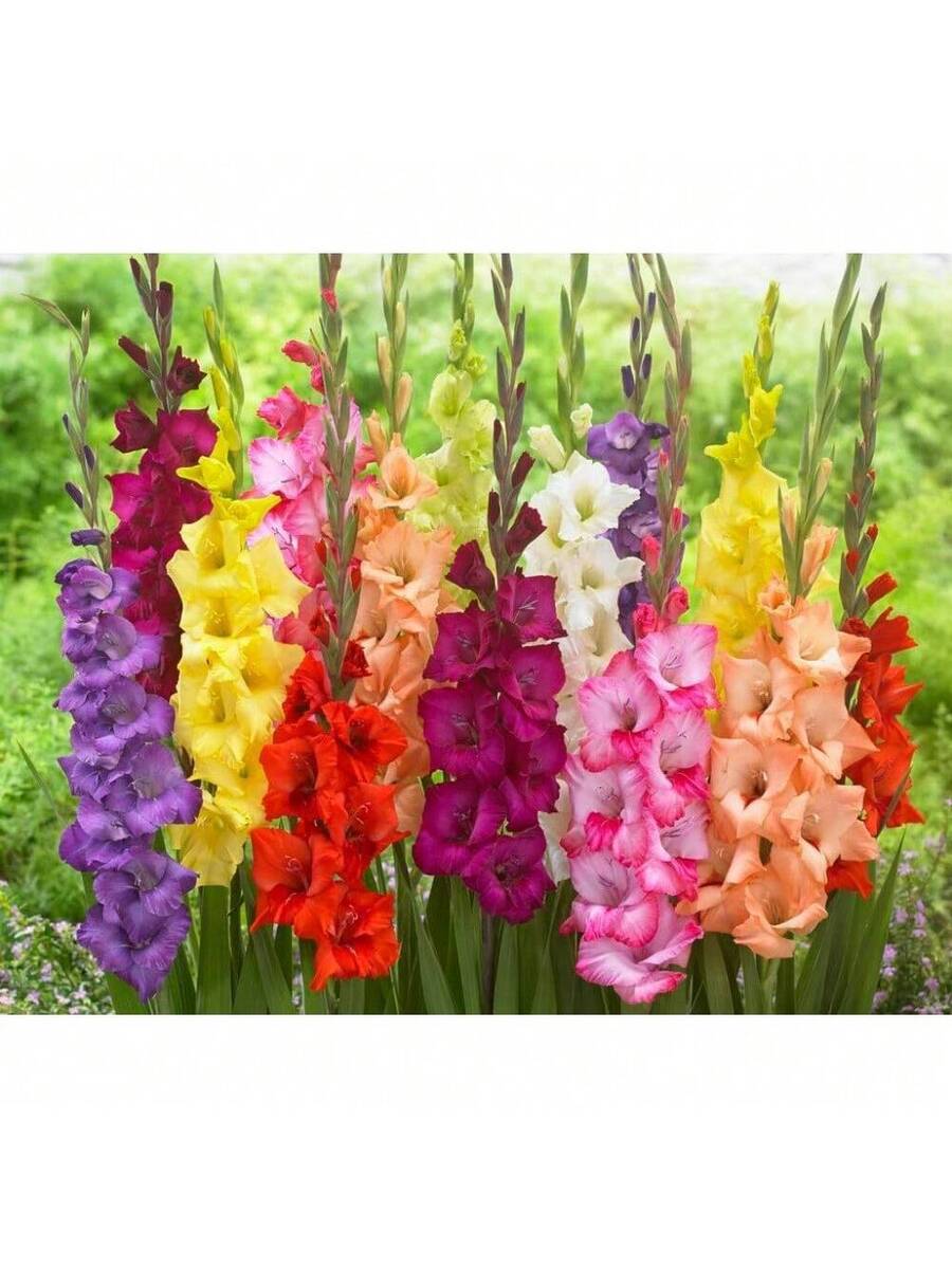 10 semillas de gladiolus