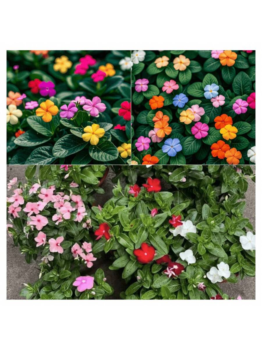 200 semillas mixtas de Rosea Vinca Periwinkle flor enana