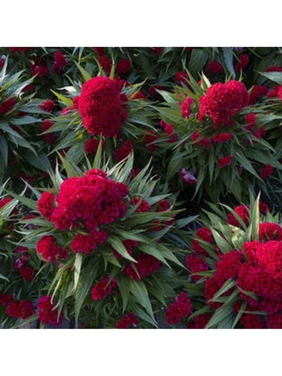 174 piezas de semillas cresta de gallo Toreador