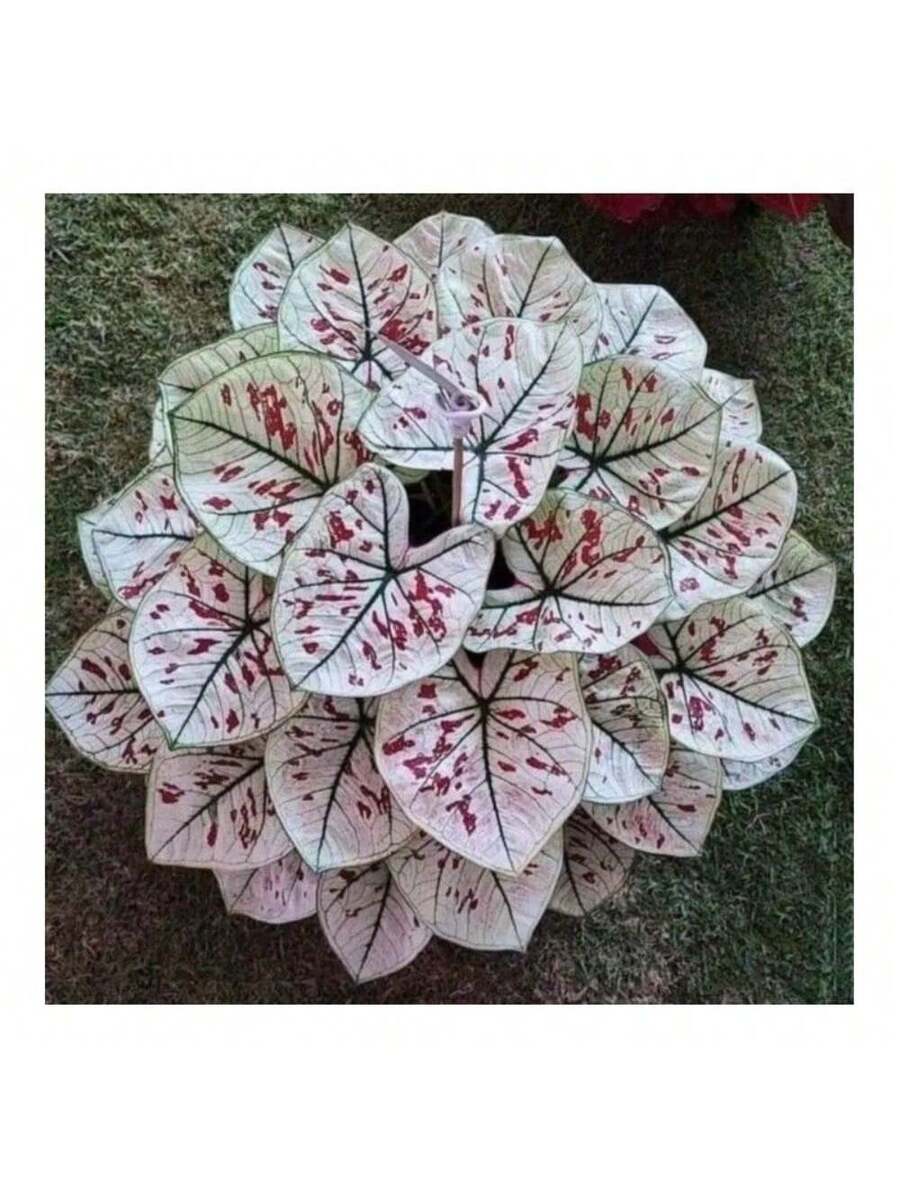 300 piezas de semillas de Coleus