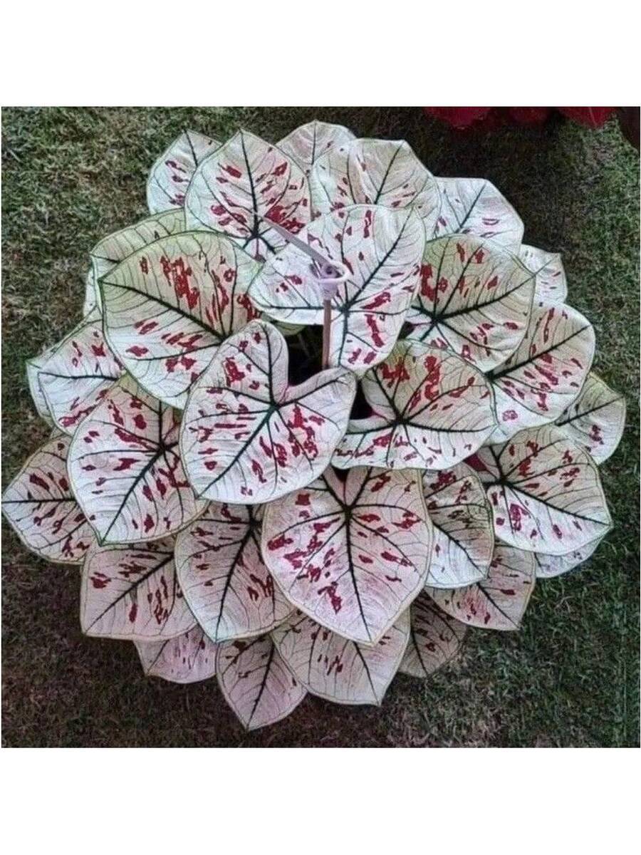300 piezas de semillas de Coleus