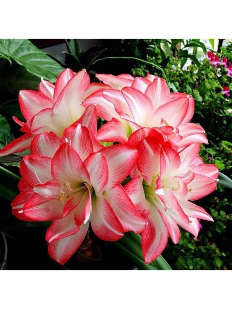 Semillas de agricultura Amaryllis Vittata