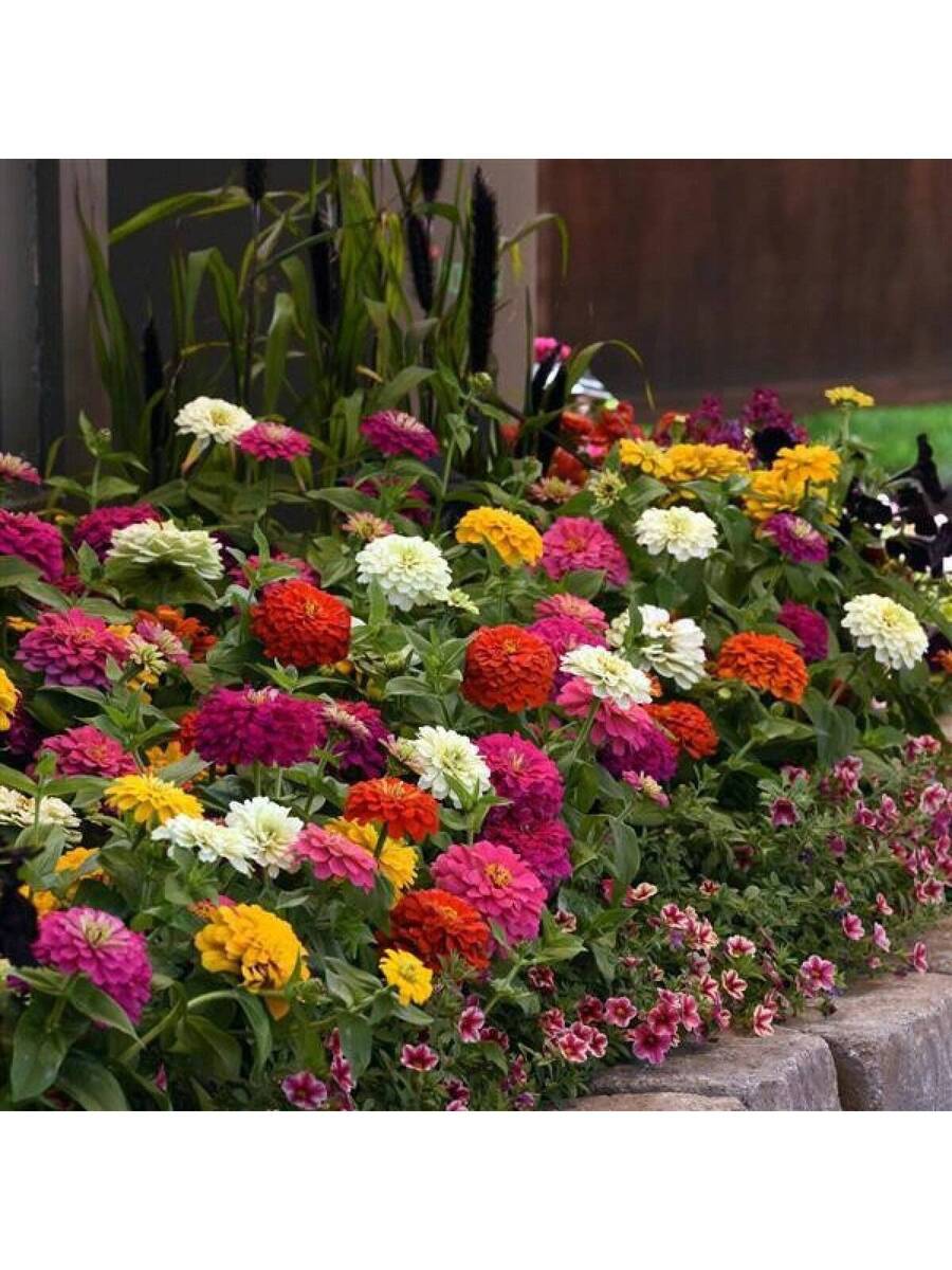 Semillas de zinnia minis colores mixtos paquete 10 piezas