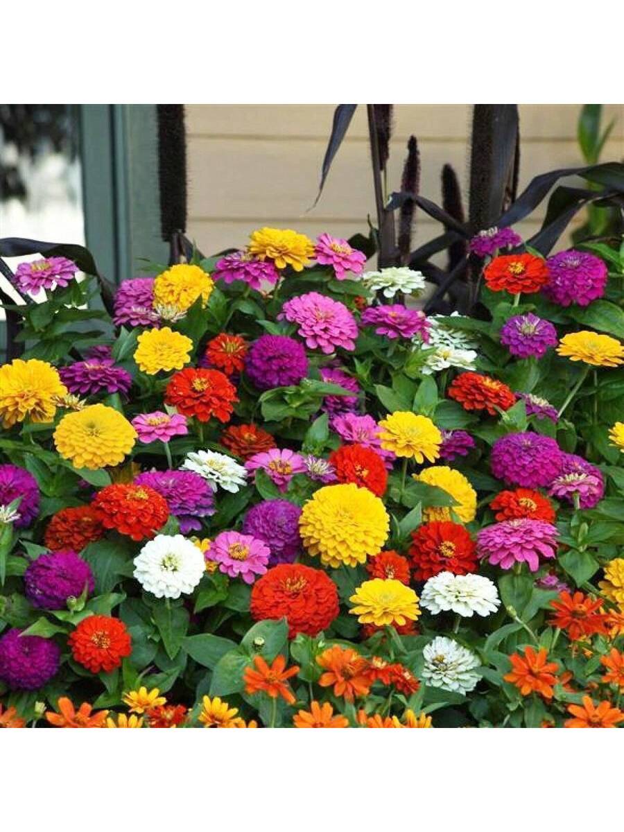 Semillas de zinnia minis colores mixtos paquete 10 piezas