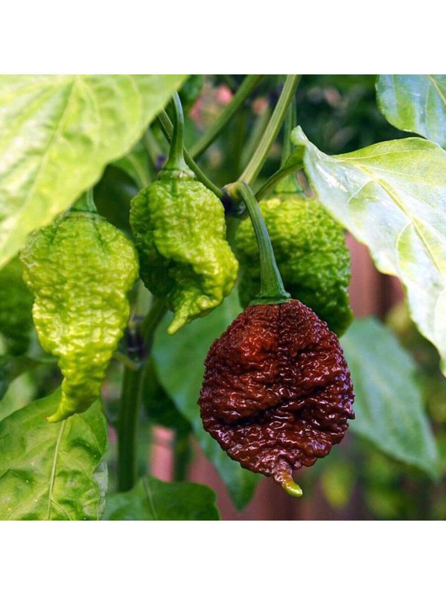 10 piezas semillas de pimiento extra picante