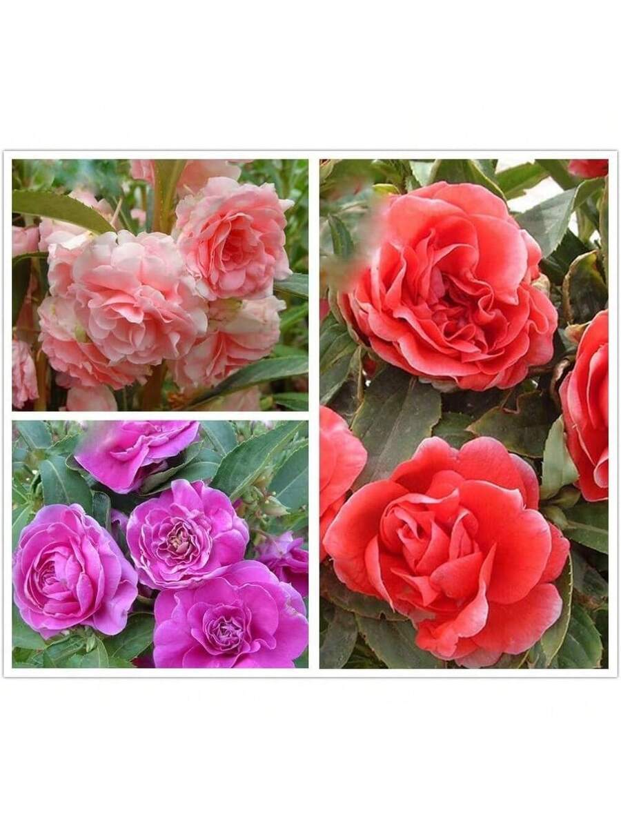 277 piezas de semillas mixtas de camelia indica doble