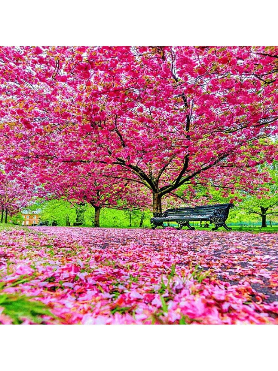 175 piezas de semillas de árbol de cerezo en flor japonés