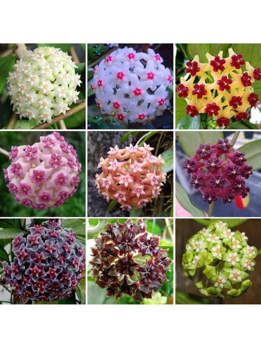 300+ Semillas de Hoya Carnosa Mixtas