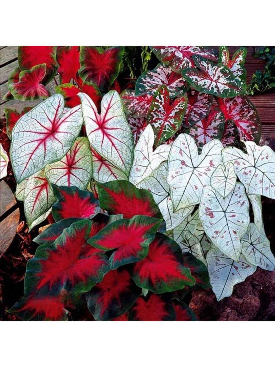 50 piezas de semillas de hojas de longevidad de mezcla de colores