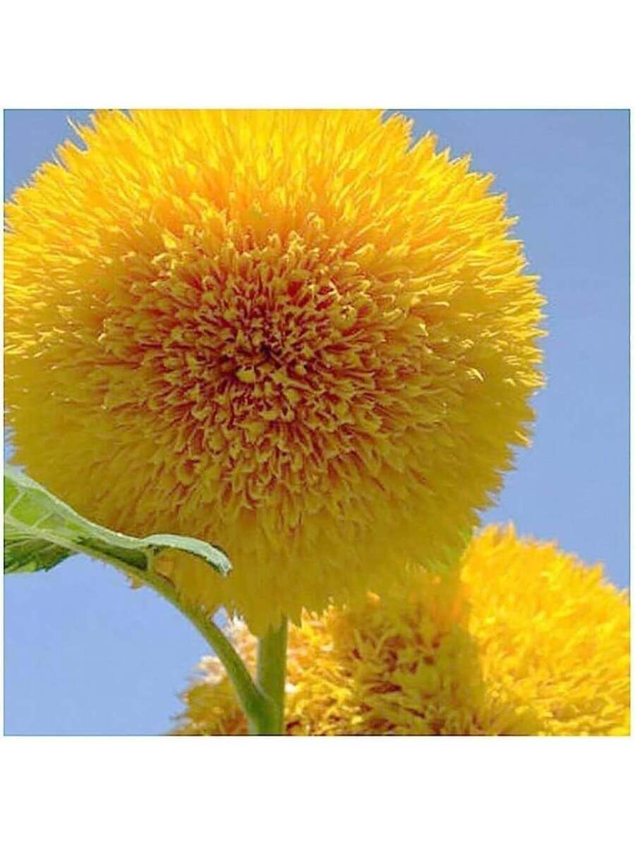 100 piezas de semillas de girasol
