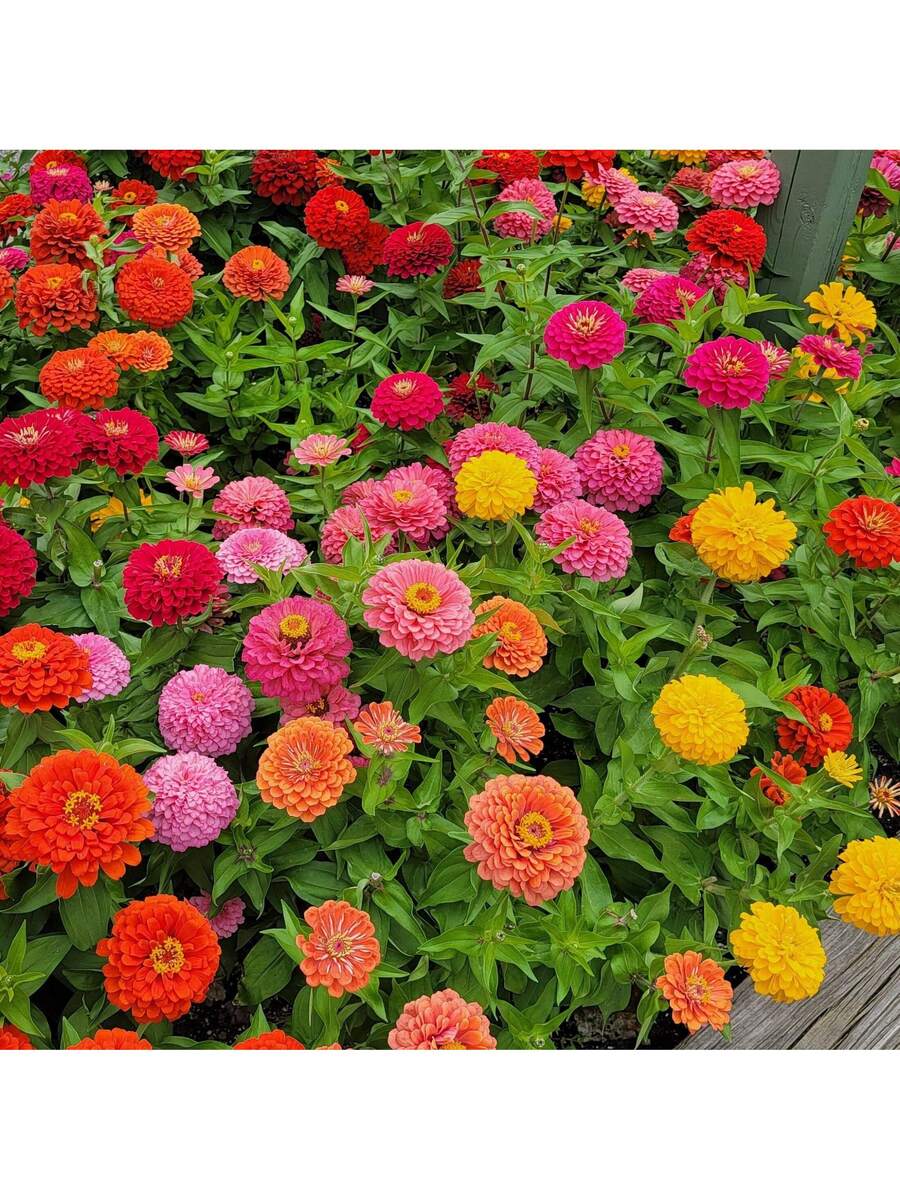 180 piezas, Semillas de flores grandes mixtas de zinnia