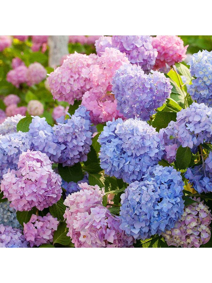 300 piezas bolsa semillas de hortensia neutral