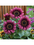 Semillas de Girasol Morado Local Barn