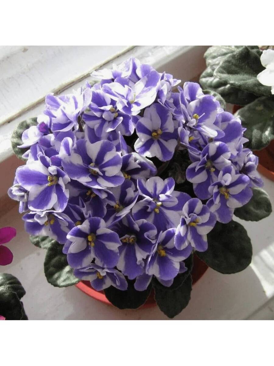 240 piezas de semillas de rosa africana