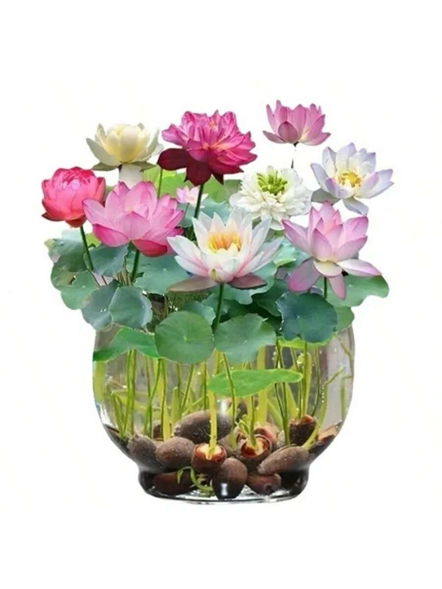 23 piezas de Semillas de flor de loto Bowi Lirio