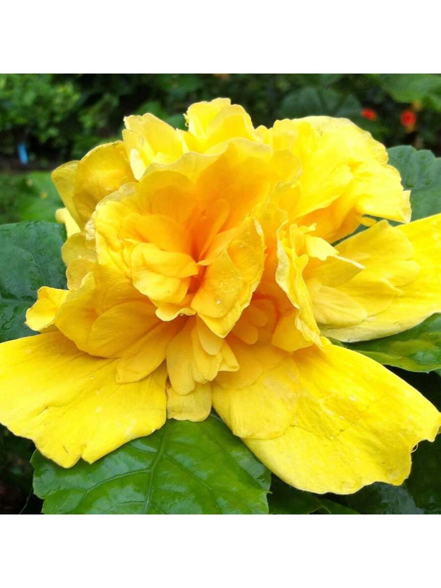 Semillas de flor de hibisco