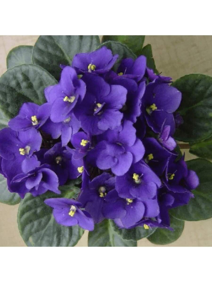 240 piezas de semillas de rosa africana