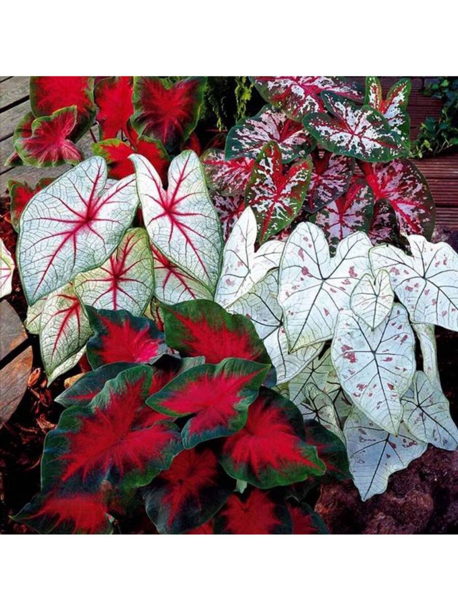 50 piezas de semillas de hojas de longevidad de mezcla de colores