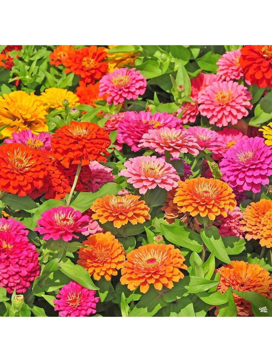 180 piezas, Semillas de flores grandes mixtas de zinnia