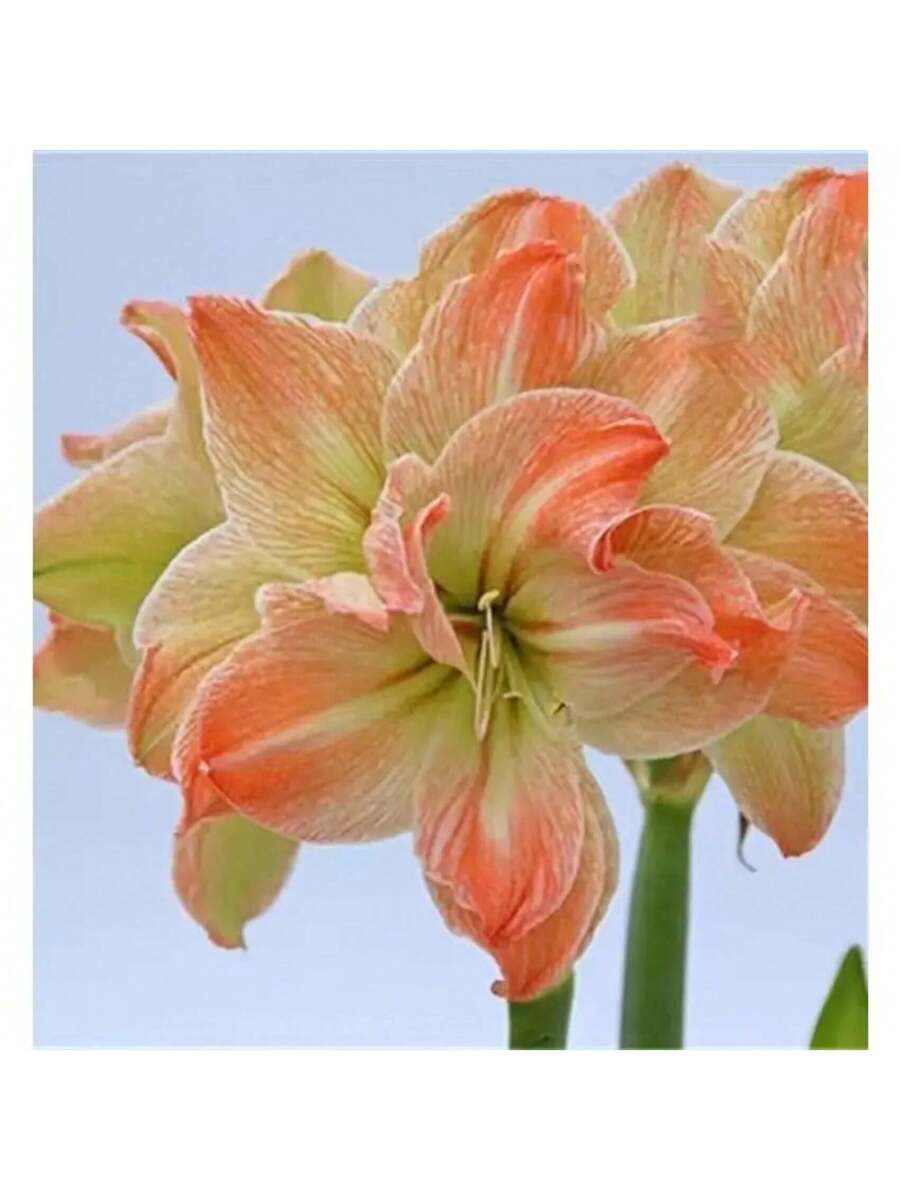 207 bolas de Amaryllis Vittata semillas bulbos