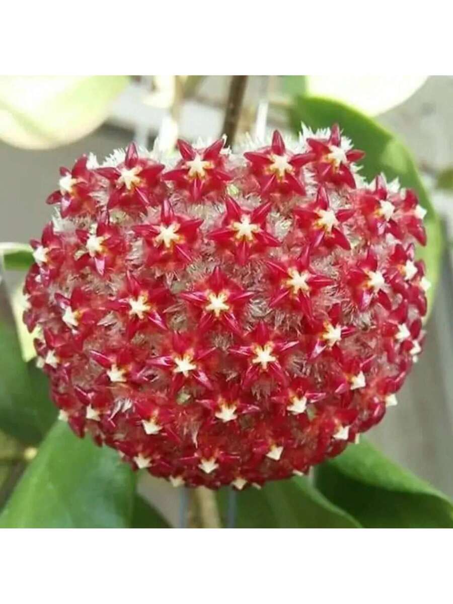 300+ Semillas de Hoya Carnosa Mixtas