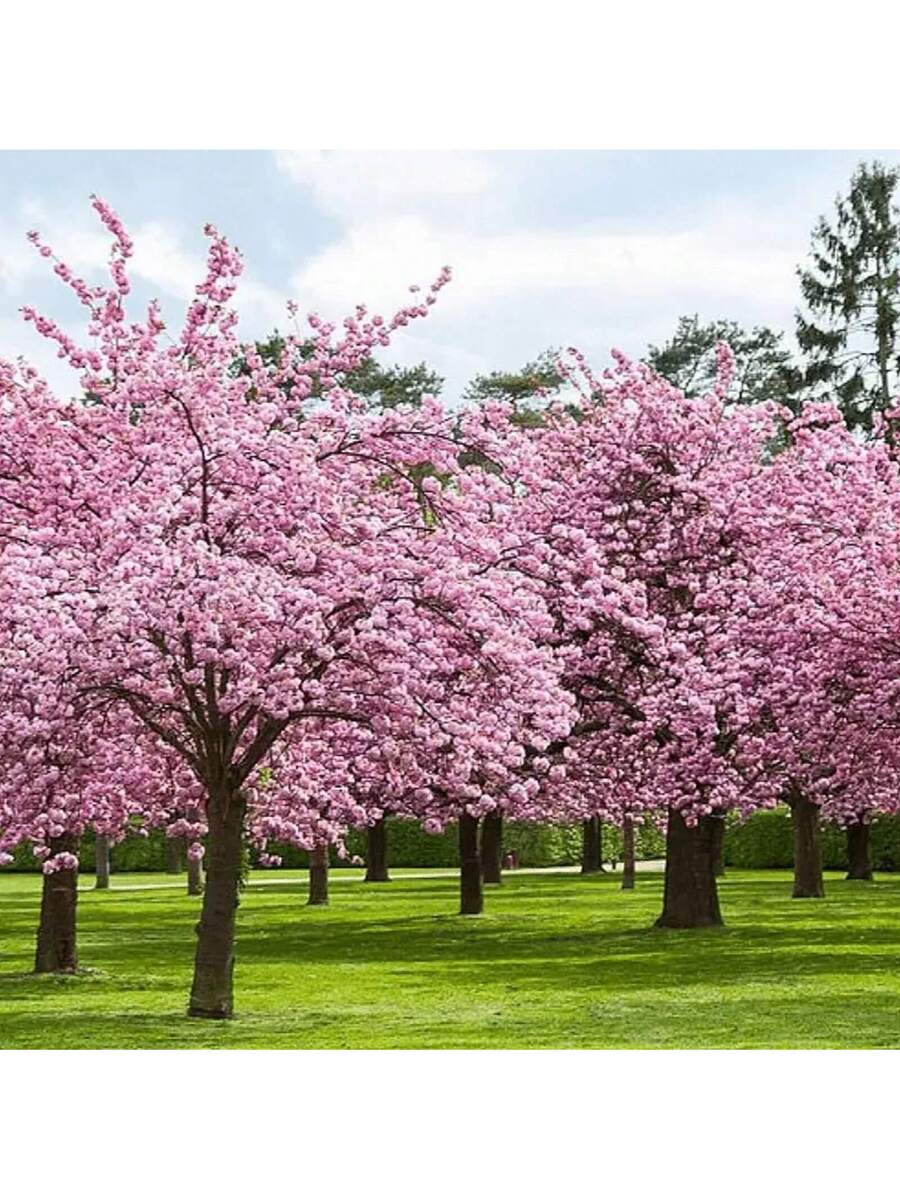 175 piezas de semillas de árbol de cerezo en flor japonés