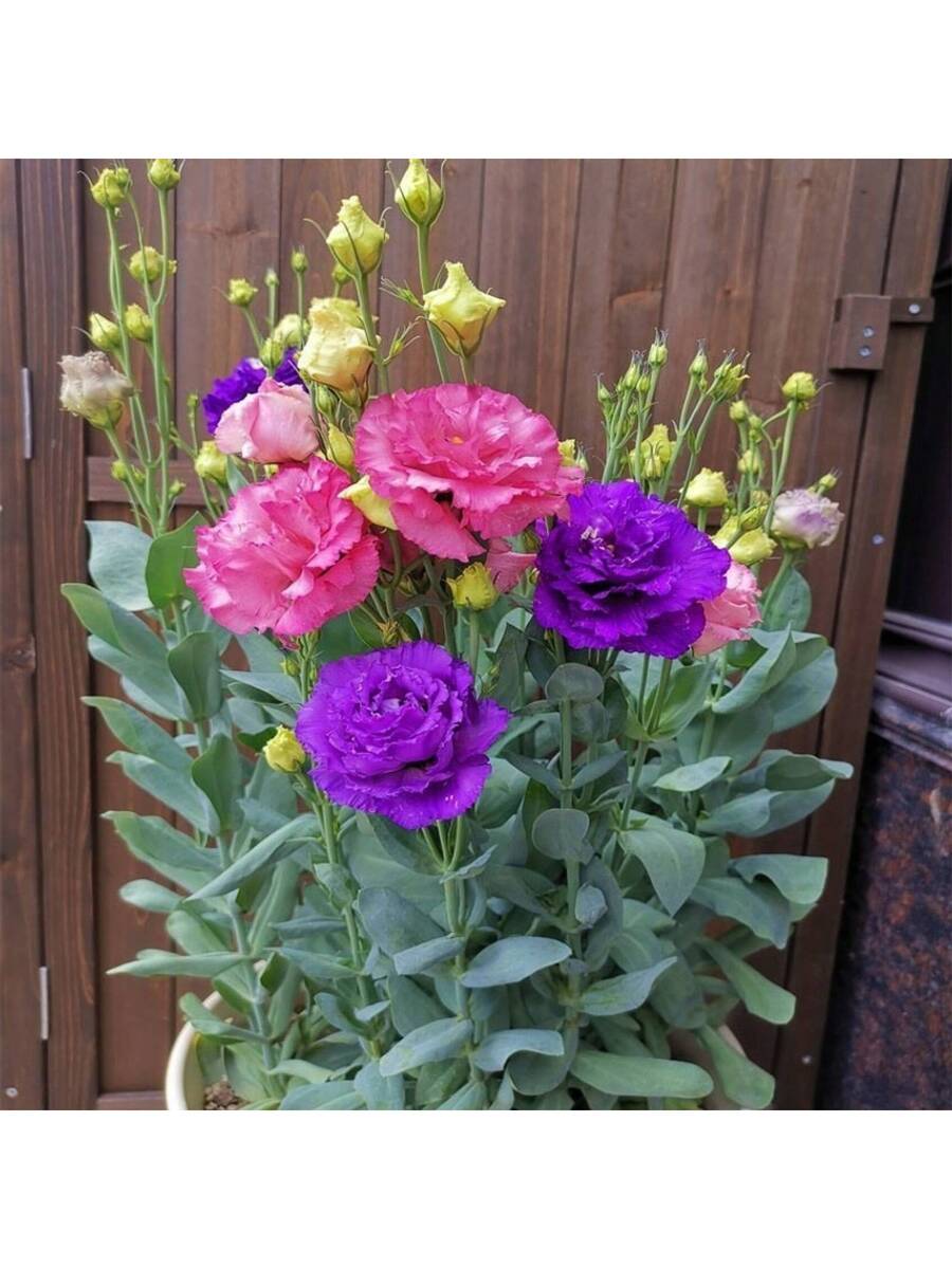 1000 piezas de semillas de lisianthus de colores mixtos