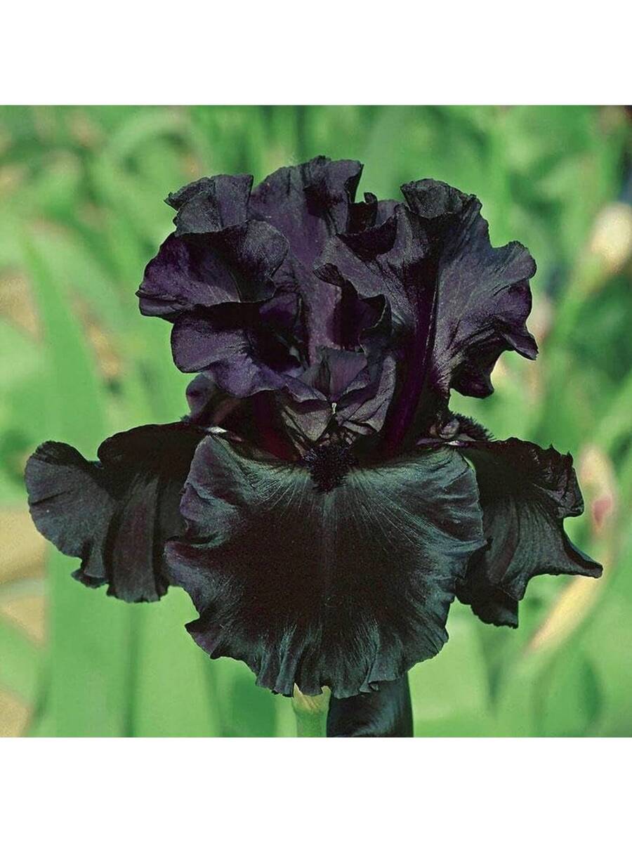 196 piezas de flores de iris barbadas en flor