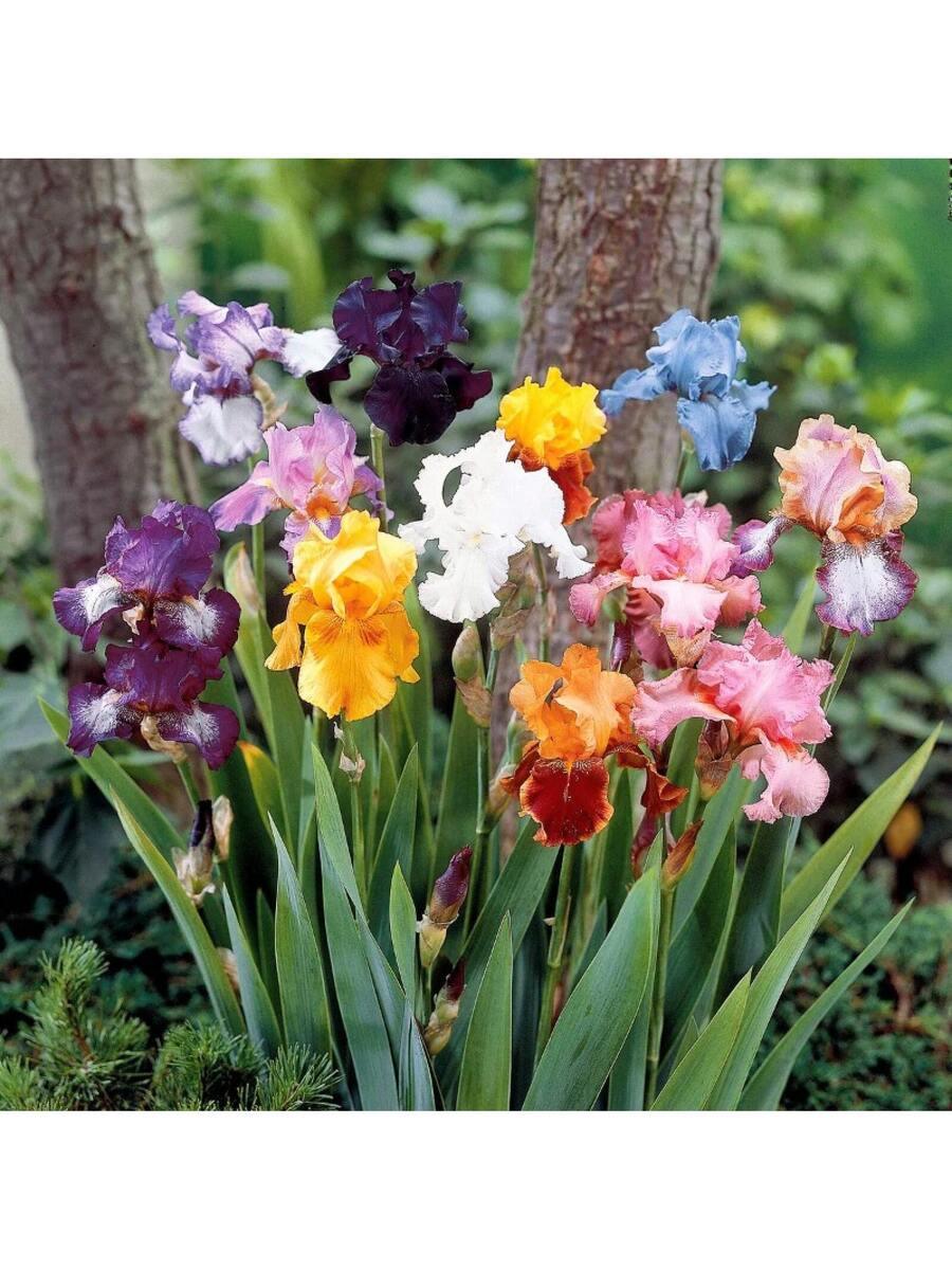 196 piezas de flores de iris barbadas en flor